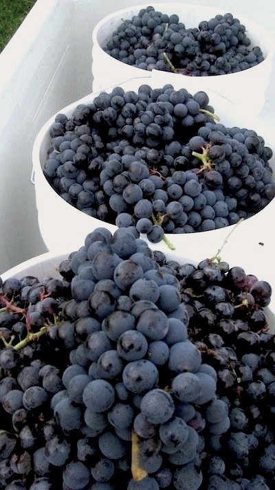 harvested grapes