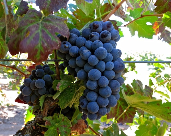 Barbera