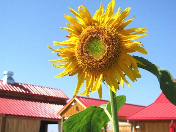 sunflower