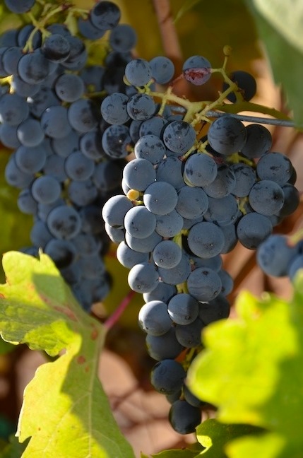 barbera cluster