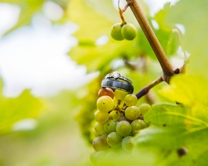 Winery Weddings